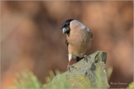 <p>HÝL OBECNÝ (Pyrrhula pyrrhula) Šluknovsko - Jiříkov ------- /Eurasian bullfinch - Gimpel/</p>